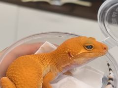 -酷以爬仙阁实体爬宠店·守宫·蜥蜴·专业繁育
