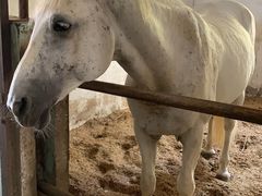 -松声马术俱乐部