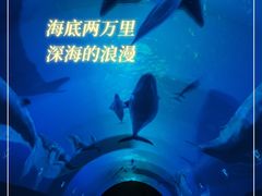 -贝壳梦幻世界