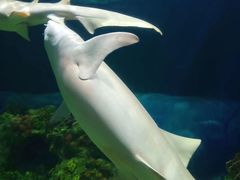 -上海海昌海洋公园