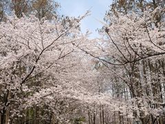 -上海共青森林公园