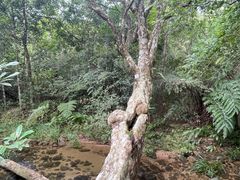 -海南热带雨林国家公园吊罗山景区
