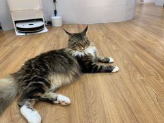 -COLOR PETS 撸猫馆·购猫·猫咖(长风大悦城店)