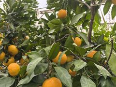 -前小桔亲子创意农场·草莓采摘·露营烧烤