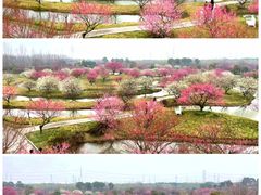 -花开海上生态园
