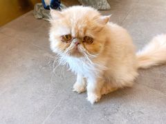 -飞行喵MR PILOT|猫舍·猫咖(静安大融城店)