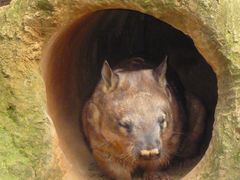 -费瑟代尔野生动物园