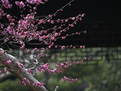 -曲水园