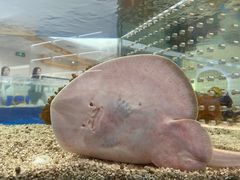 -上海海洋水族馆