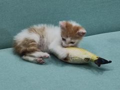 -佳雯宠物医院·皮肤科·内外科(春晓路分院)