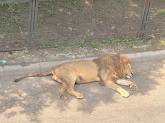 -大连森林动物园