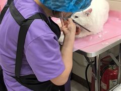 -北京观赏动物医院·24小时大型综合·猫专科·异宠专科