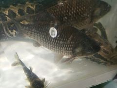 -盒马鲜生(莱蒙都会店)