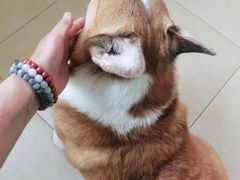 -纳吉亚猫专科动物医院博雅分院