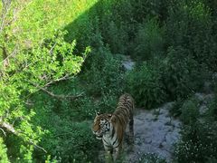 -新疆天山野生动物园