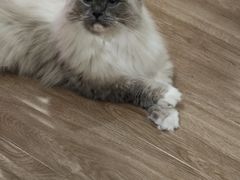 -滚猫咖啡·猫咖·猫友好撸猫(未来城店)