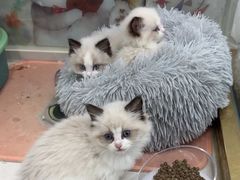 -糯米喵星人总部直营旗舰店·猫舍·幼猫出售