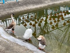 -北京鹿世界主题园