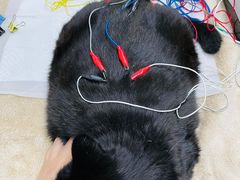 -美联众合动物医院·24h转诊中心