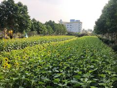 -百万葵园