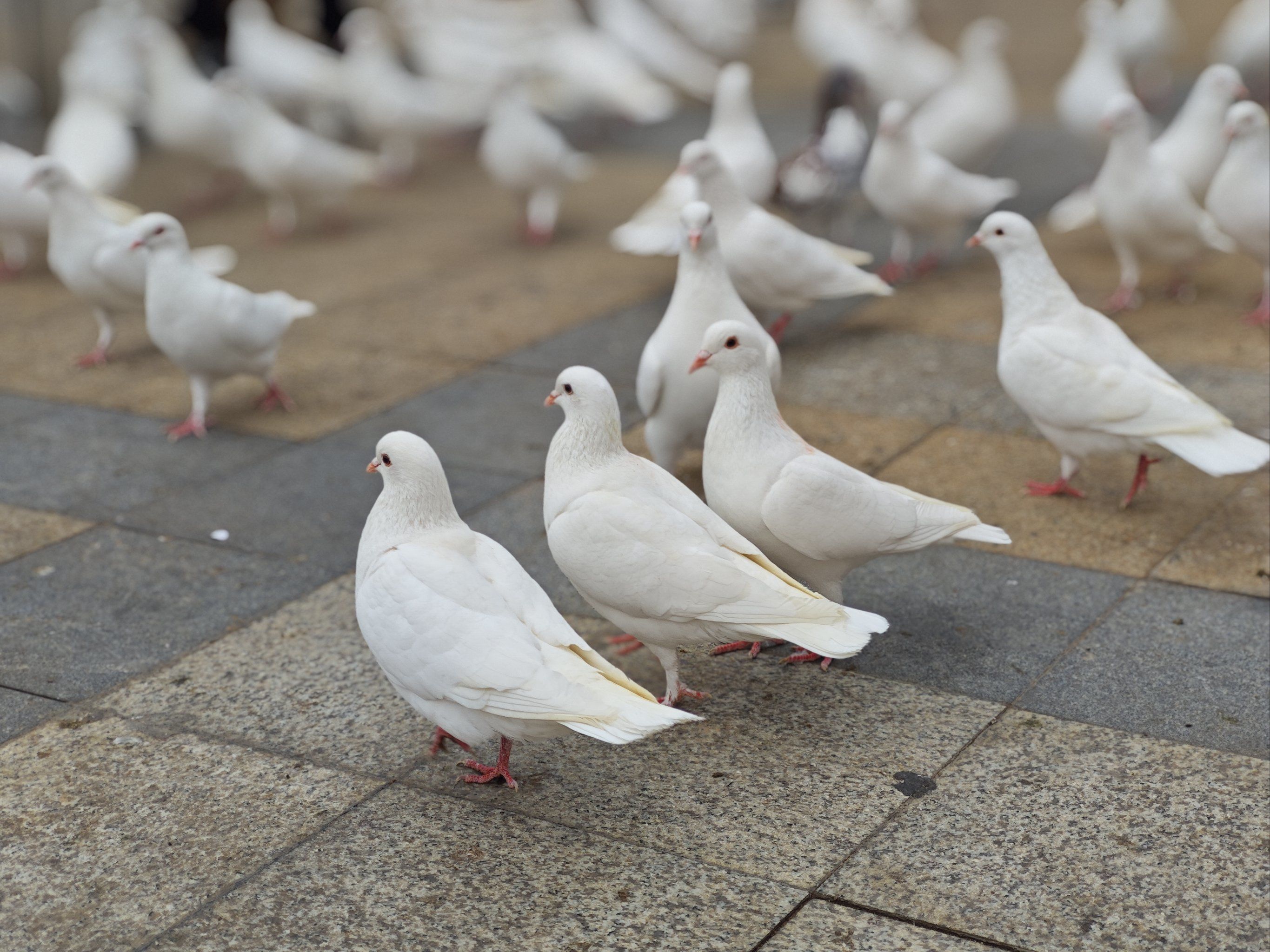 和鸽子的午后约会