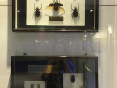 -上海昆虫博物馆