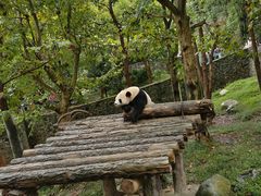 -都江堰中华大熊猫苑