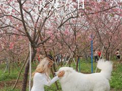 -天适樱花悠乐园