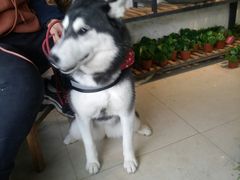 -桂林市花鸟市场