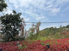 -桃源山庄·水蜜桃采摘·柴火鸡·烧烤团建(龙泉山店)