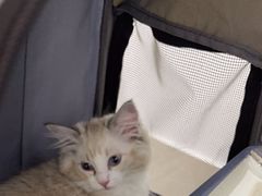 -北京观赏动物医院·24小时大型综合·猫专科·异宠专科