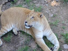 -西霞口神雕山野生动物世界