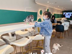 -飞行喵MR PILOT|猫舍·猫咖(静安大融城店)