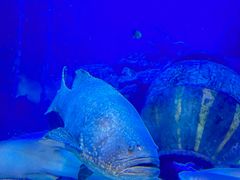 -太平洋海底世界