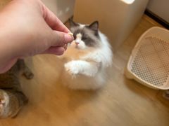 -有喵·猫咖·狗咖·30几只猫10只小狗(岗厦店)