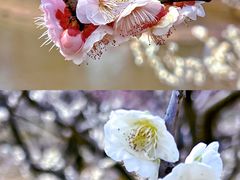 -花开海上生态园