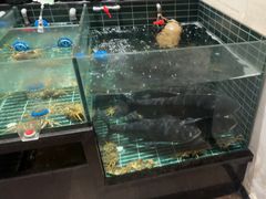 -黄山老妈·土菜(碧桂园店)