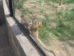 -石家庄市动物园