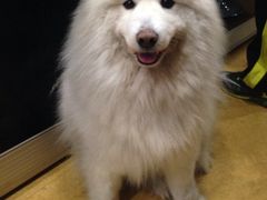 狗狗很帅-缘缘酒店(观前街店)