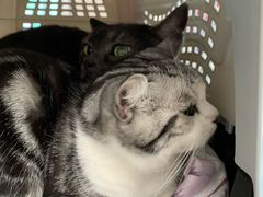 -纳吉亚猫专科动物医院·北北分院