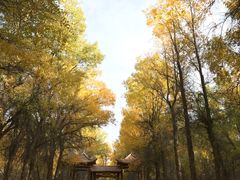 -金塔沙漠胡杨林景区