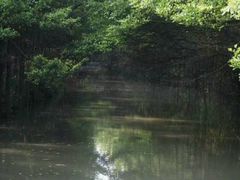 -大湾区中央湿地公园