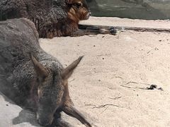 -绿色星球动物主题公园