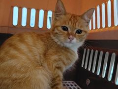 -纳吉亚猫专科动物医院博雅分院