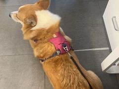 -瑞鹏宠物医院·普外科·影像科·皮肤科(城市山谷分院)