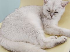 -怪兽屋·羊驼·猫咖·狗咖(俊华广场店)
