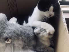 -三色堇(小通巷店)