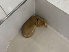 -共舞时光猫咖·狗咖(新街口店)