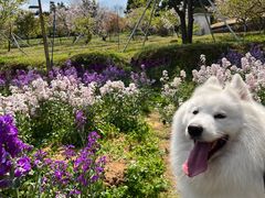 -天适樱花悠乐园