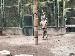 -上海野生动物园老虎餐厅